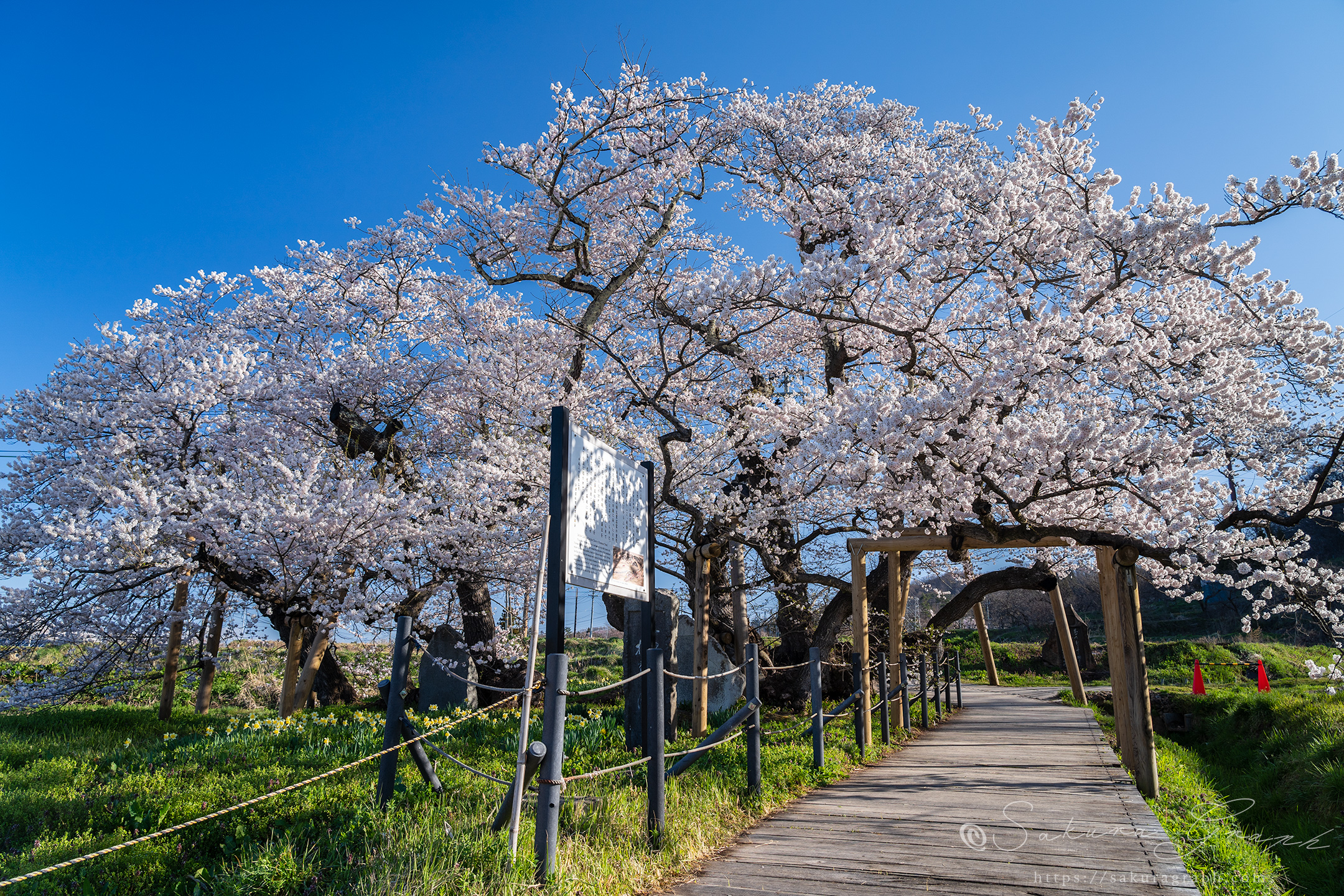 石部桜