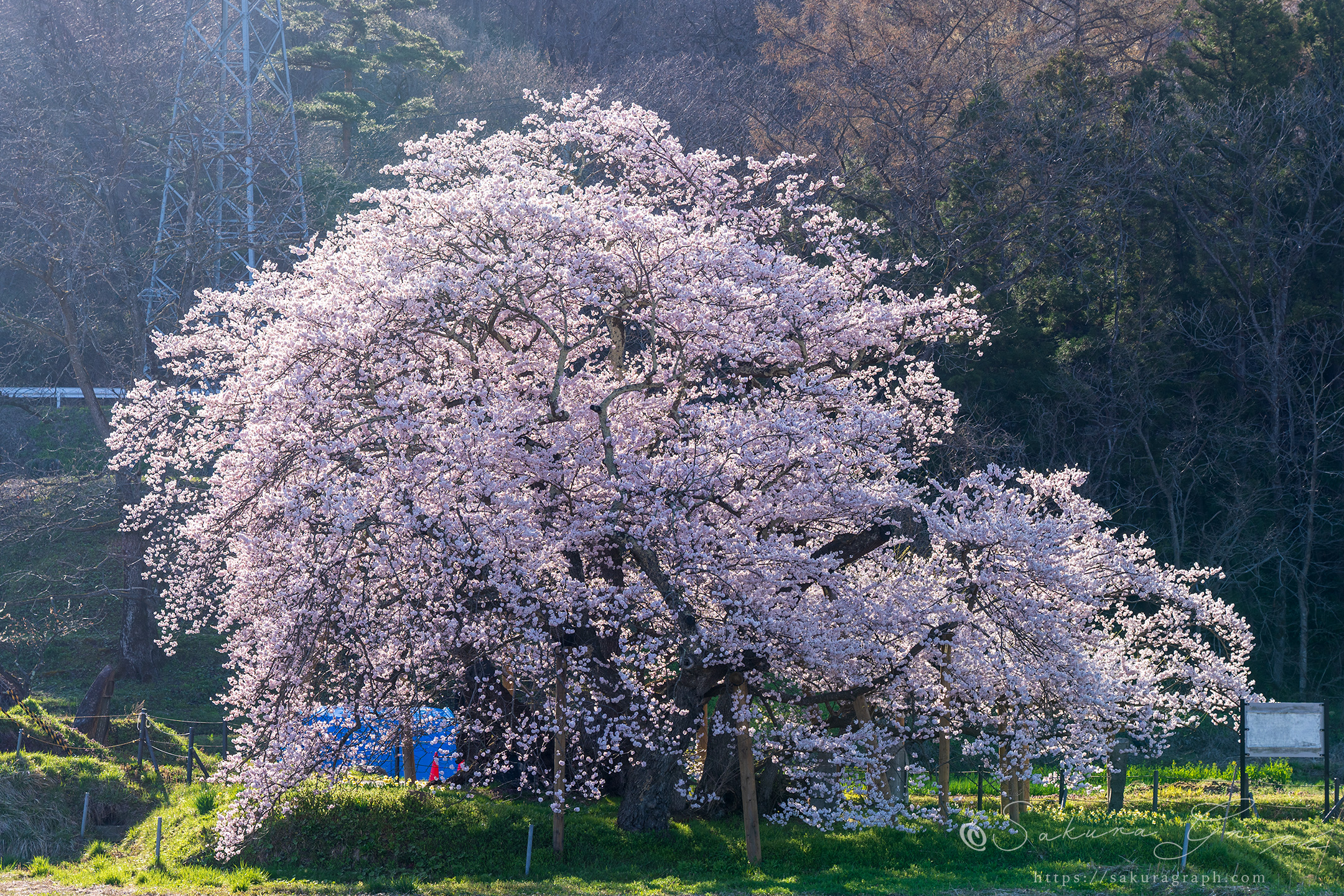 石部桜