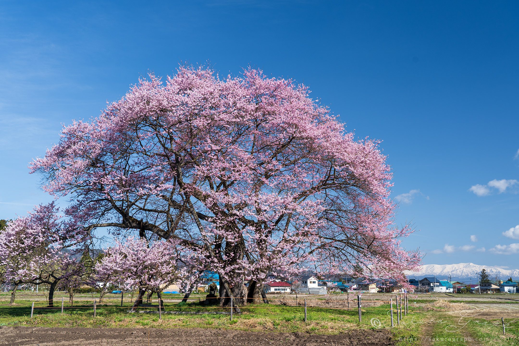 馬の墓の種蒔桜