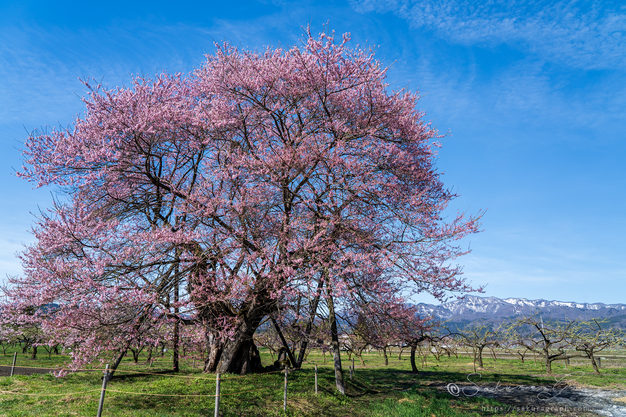 馬の墓の種蒔桜