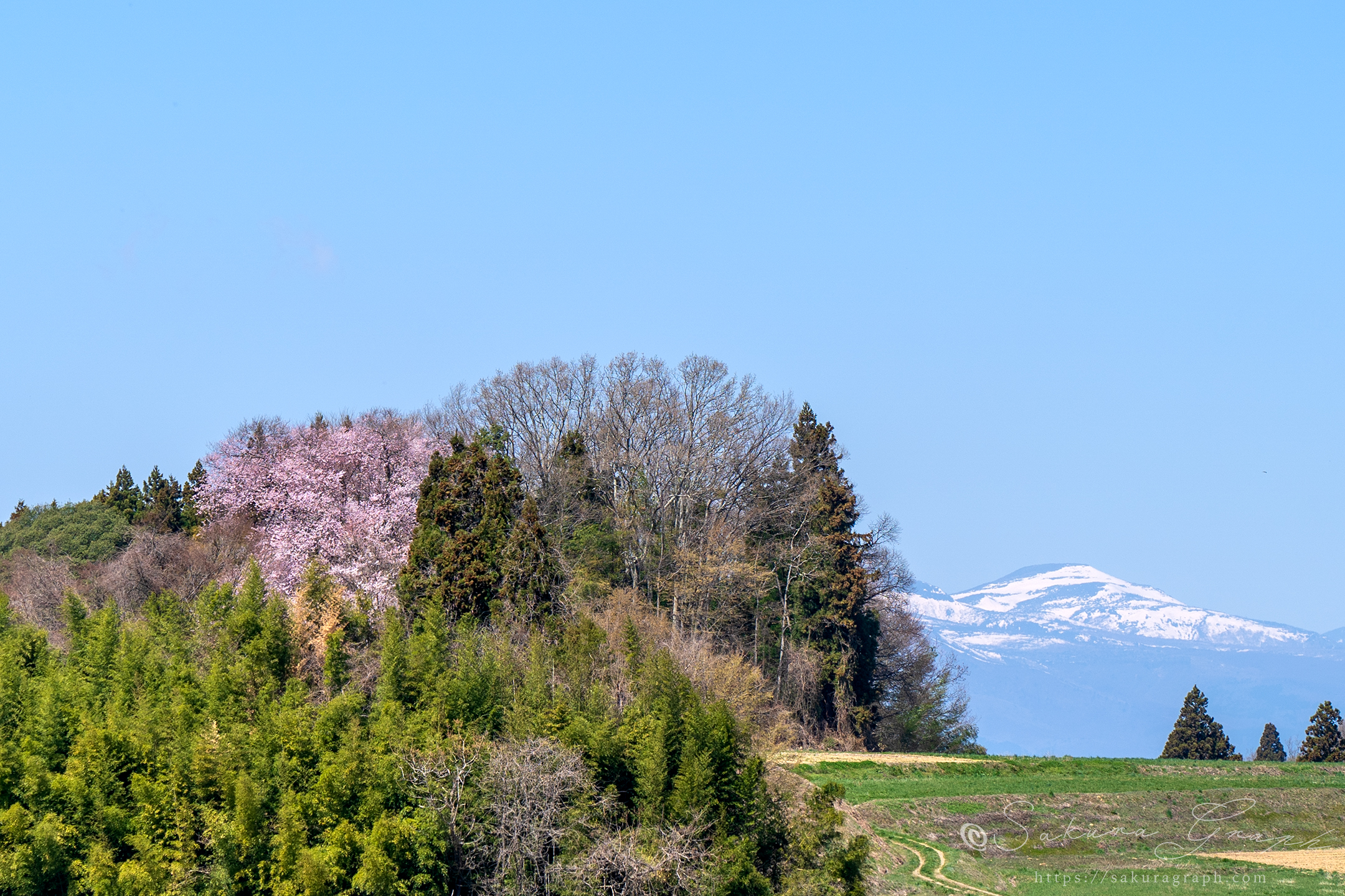 平堂壇の桜