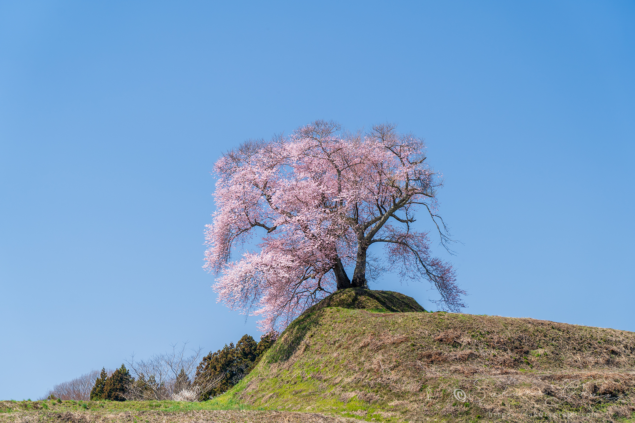 平堂壇の桜