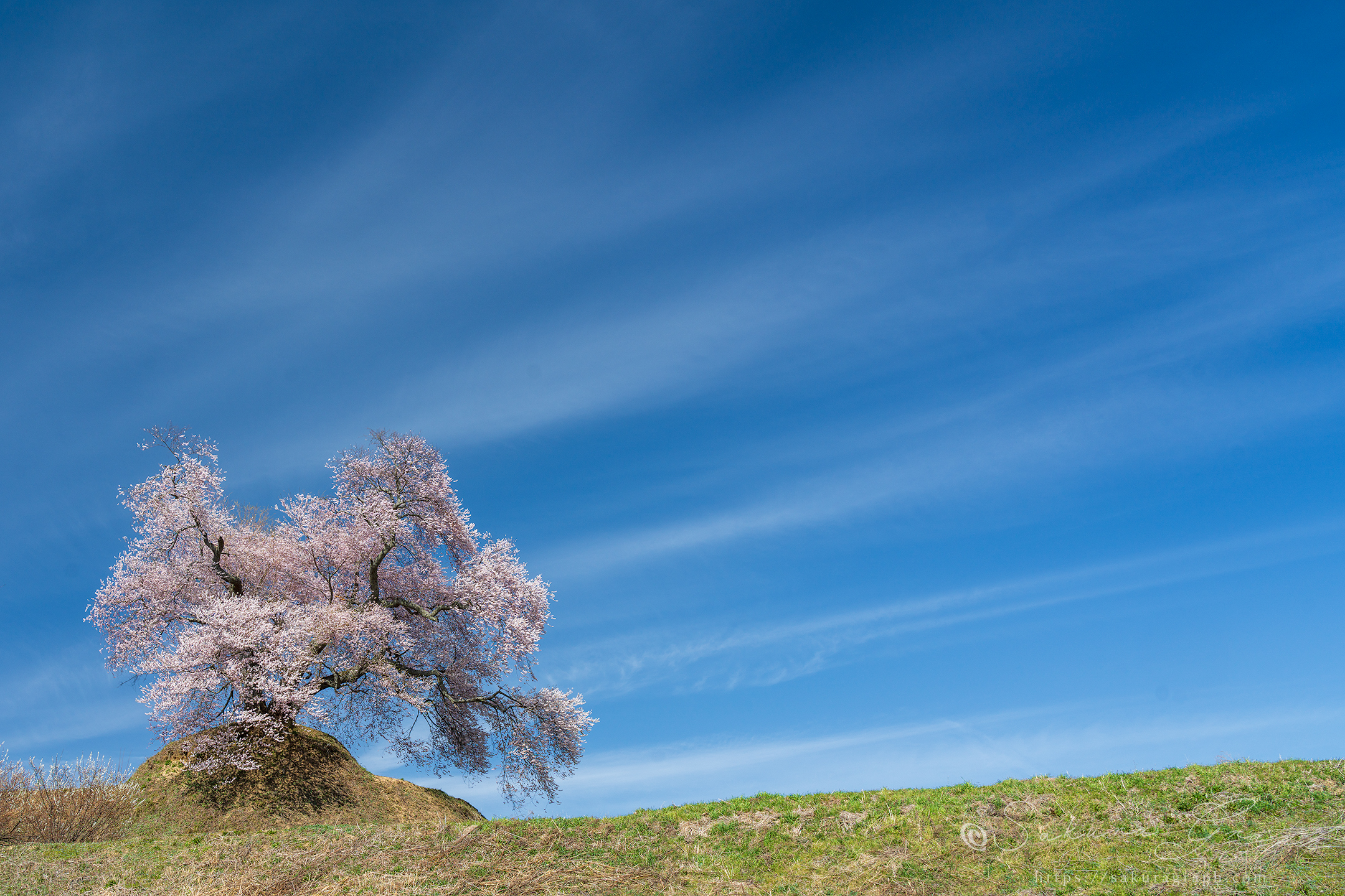 平堂壇の桜