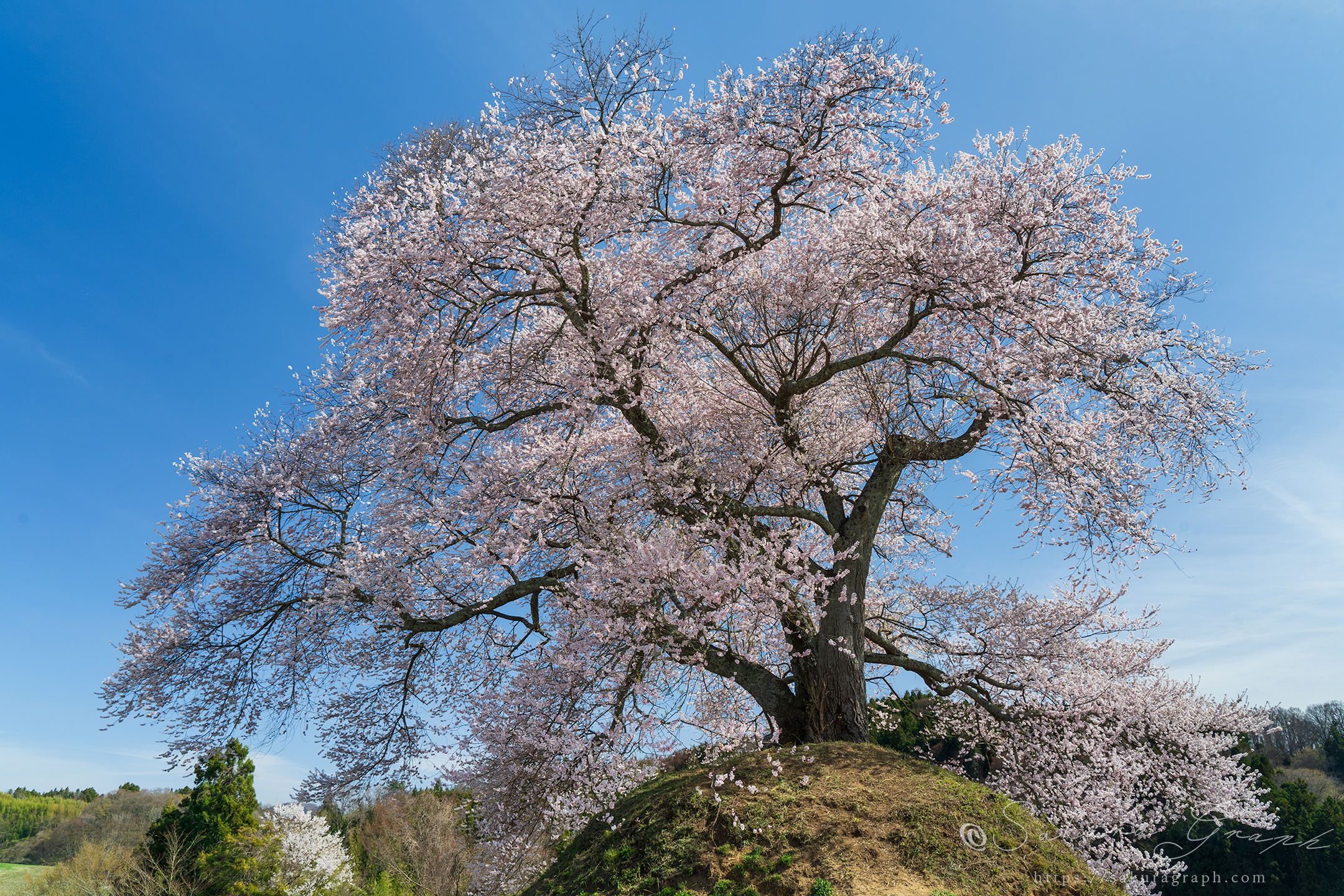 平堂壇の桜