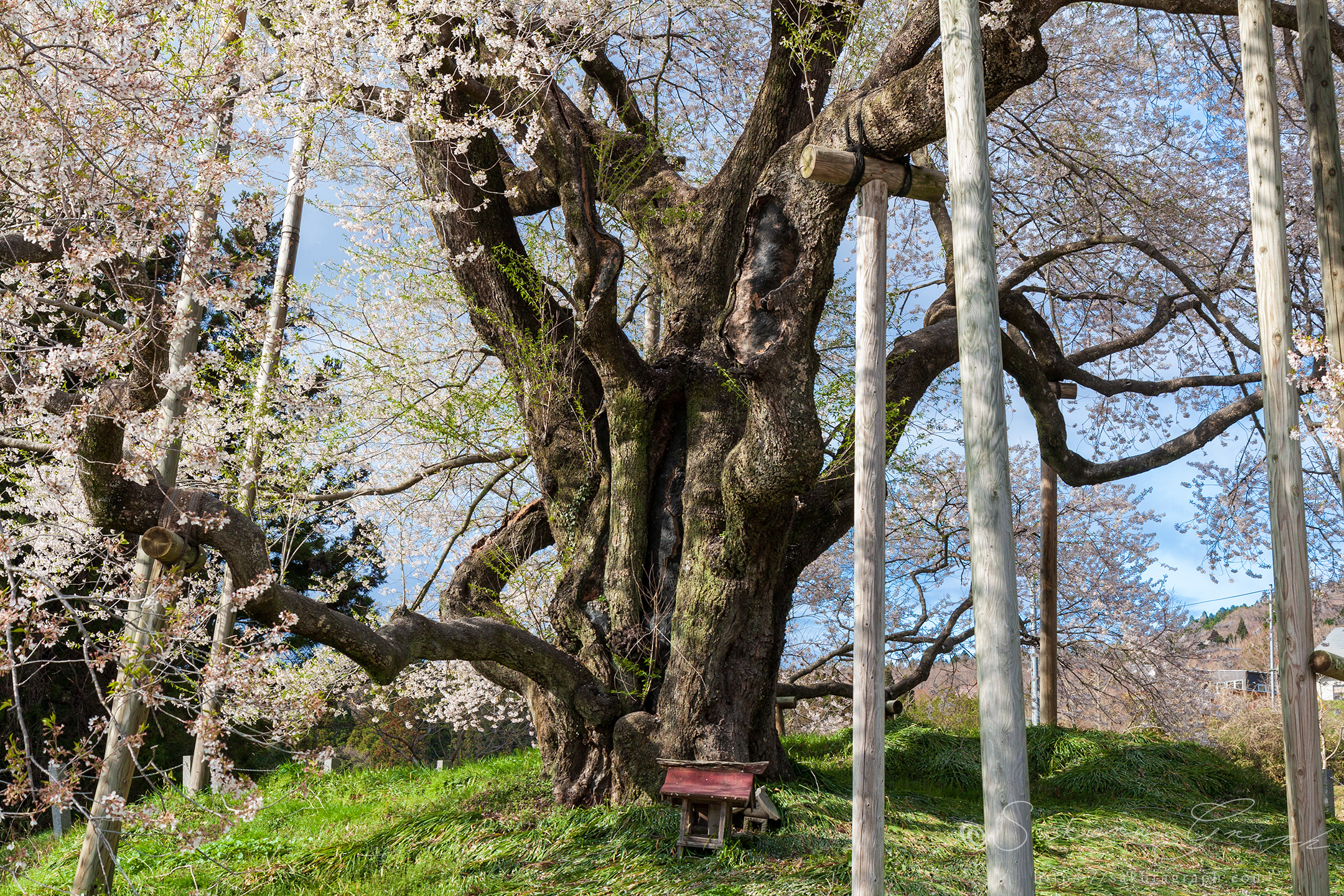 戸津辺の桜