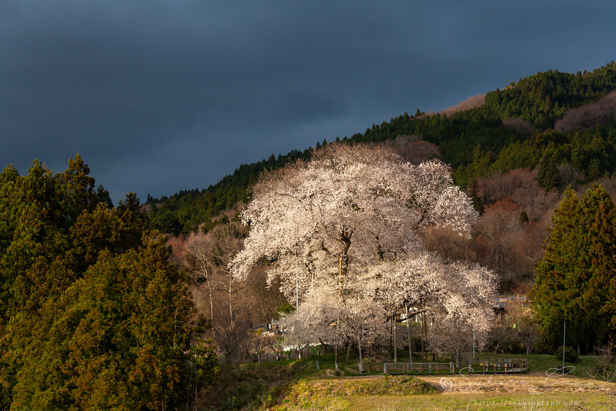 戸津辺の桜
