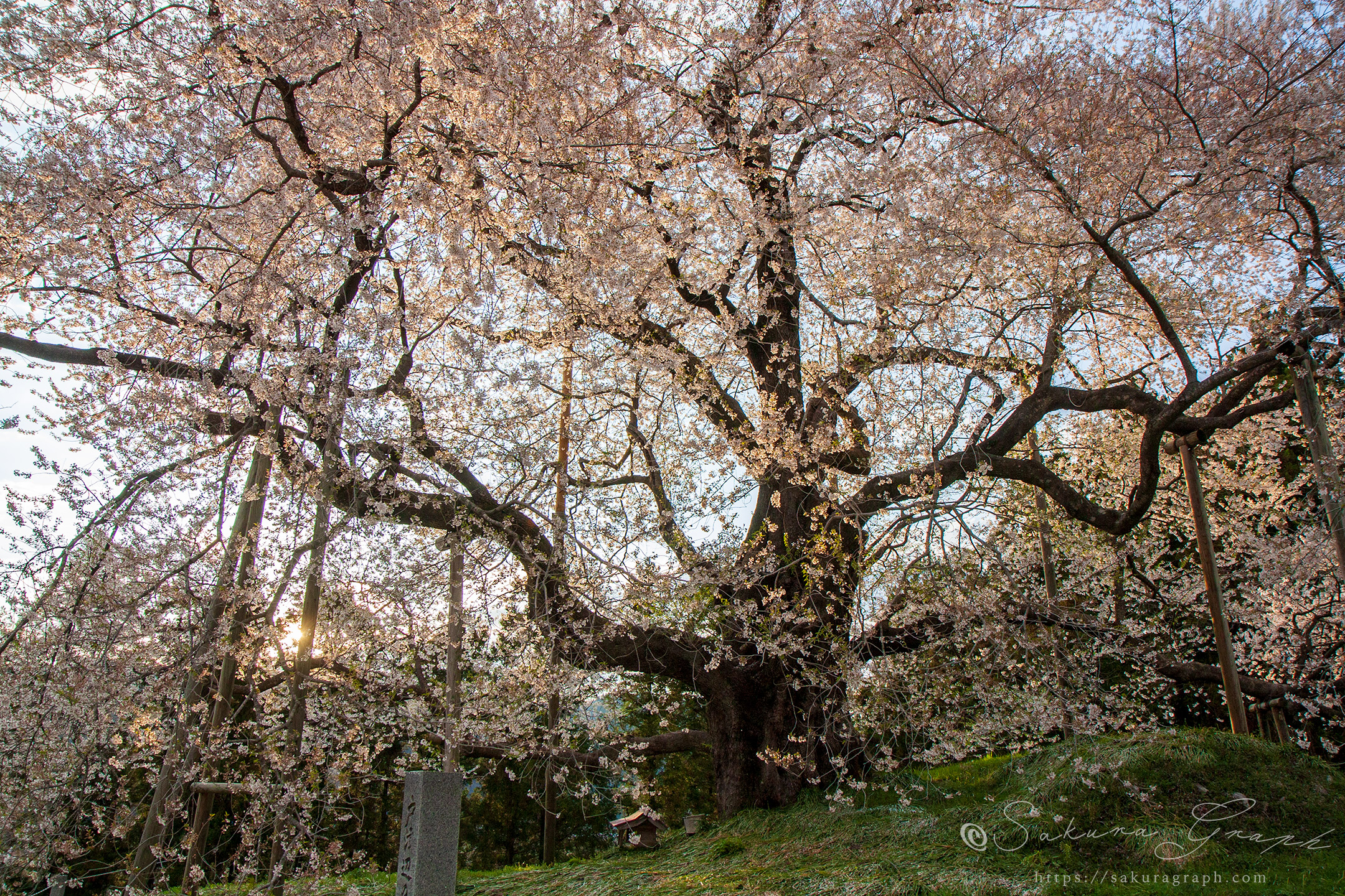 戸津辺の桜