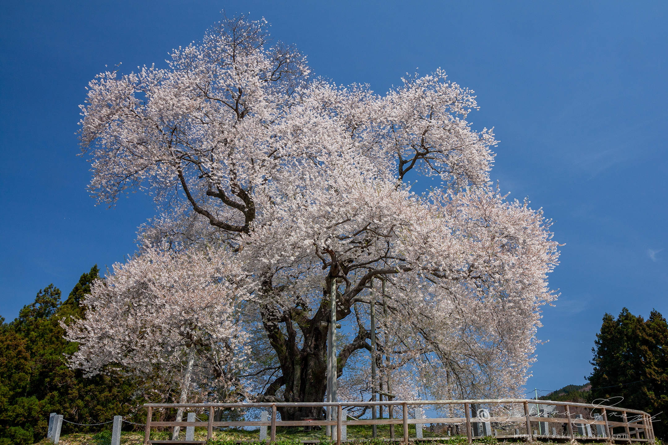 戸津辺の桜