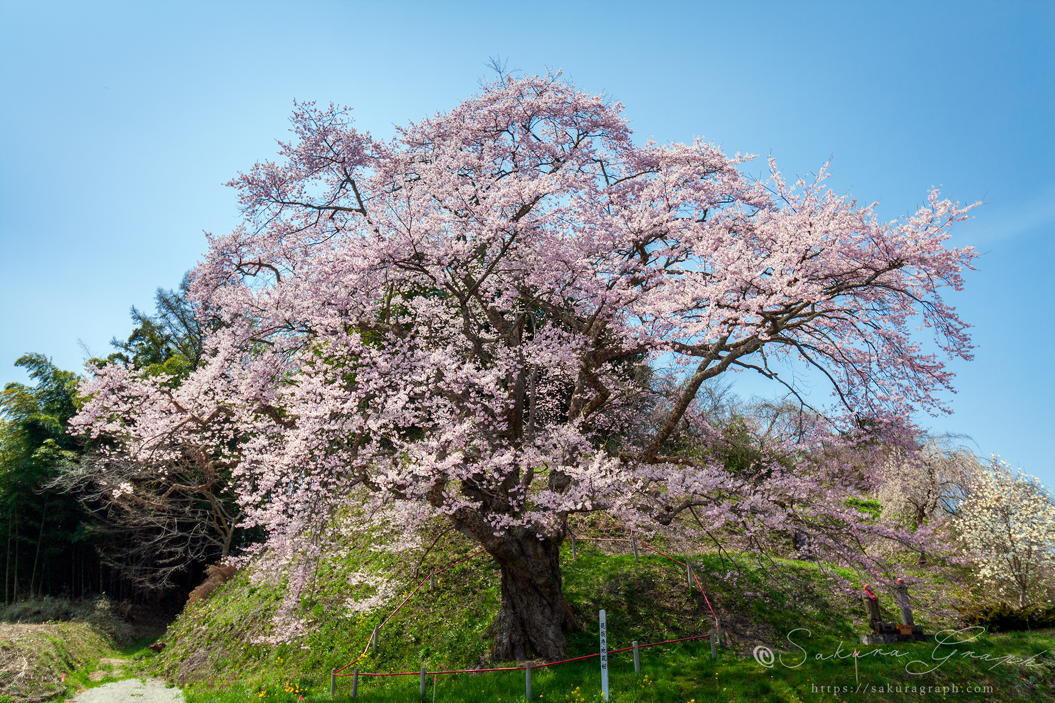 是哉寺の地蔵ザクラ