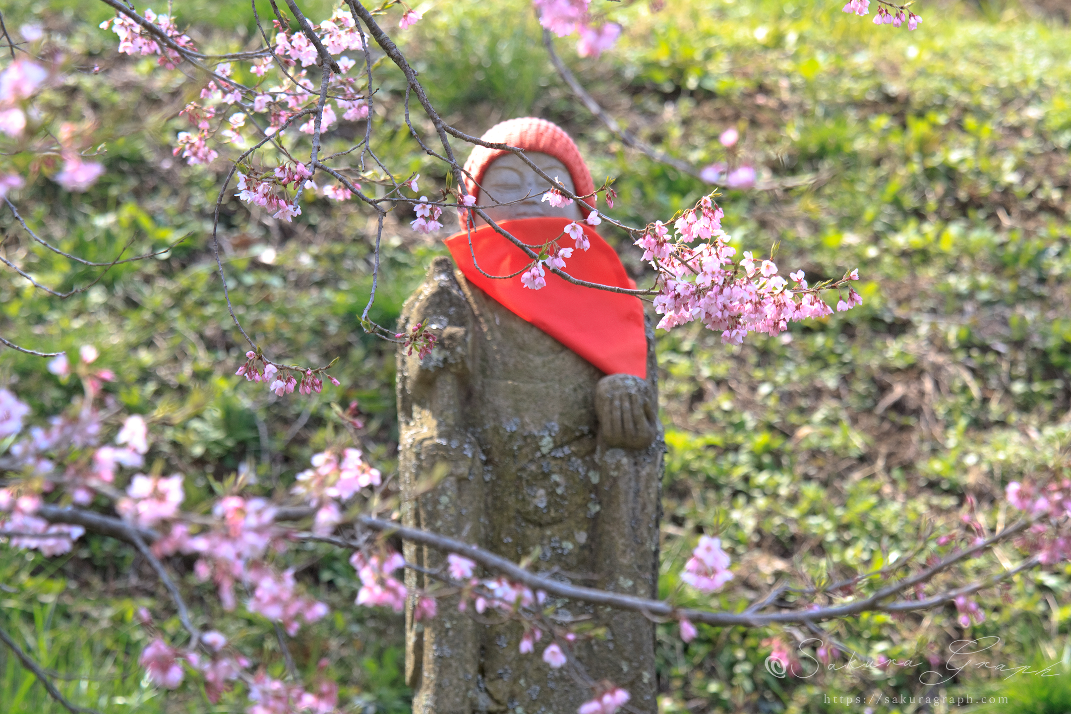 是哉寺の地蔵ザクラ