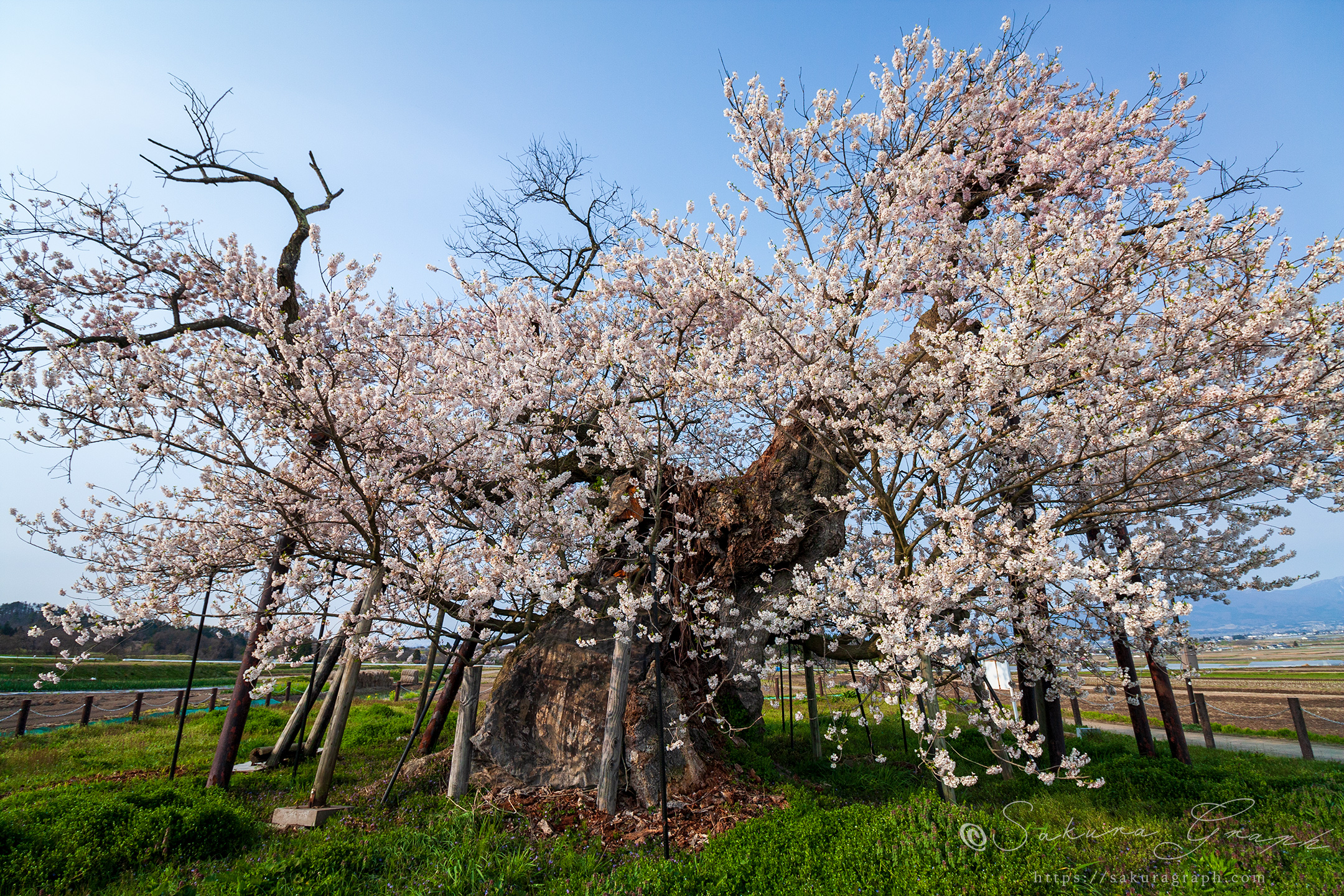 米沢の千歳桜