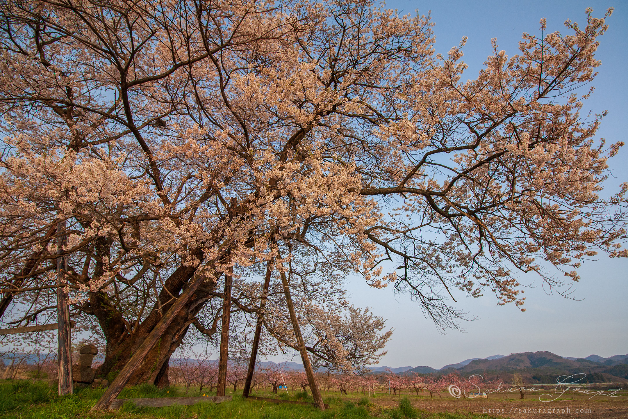 馬の墓の種蒔桜