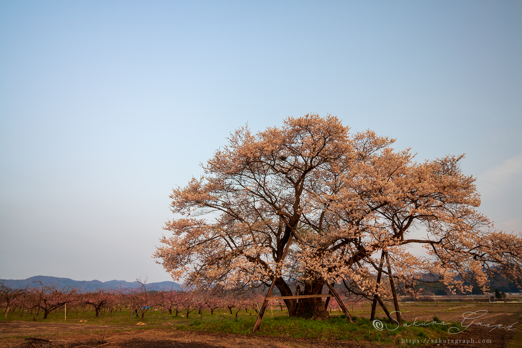 馬の墓の種蒔桜