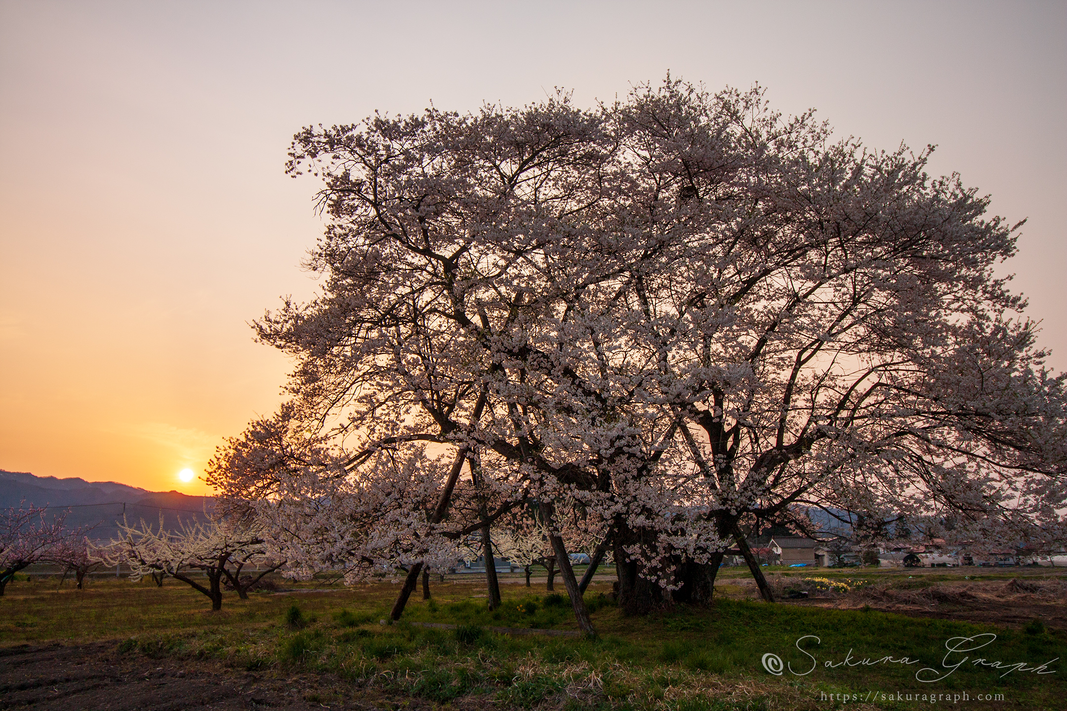 馬の墓の種蒔桜