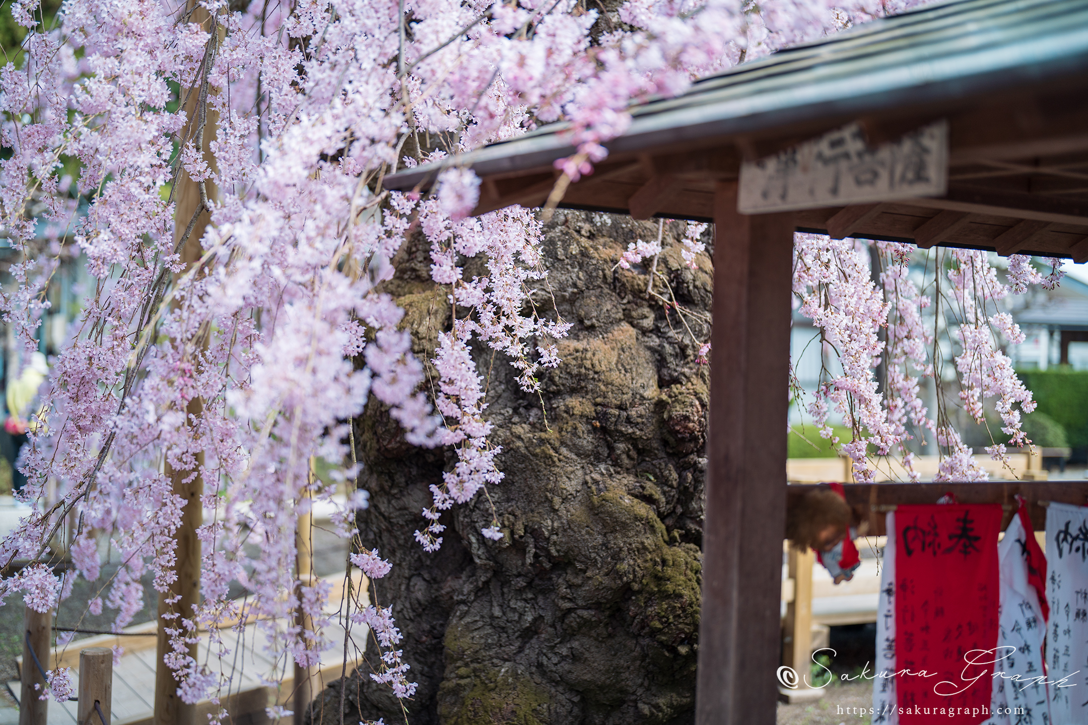 乙姫桜