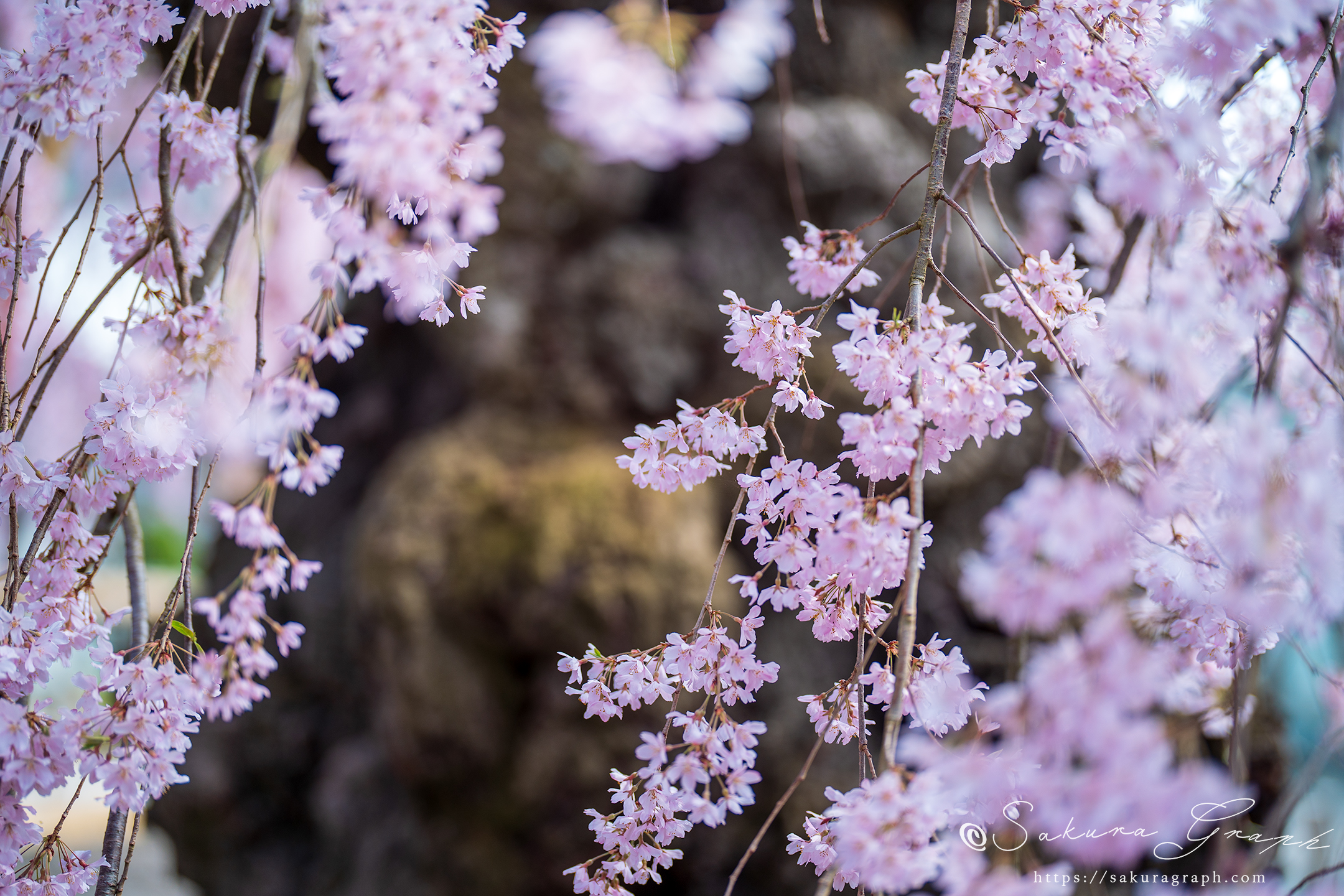 乙姫桜