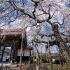 圓立寺のシダレザクラ | SAKURAGRAPH