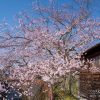 岐阜の桜 | SAKURAGRAPH