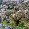 飯田・伊那の桜 | SAKURAGRAPH