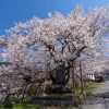 延命地蔵堂の桜 | SAKURAGRAPH
