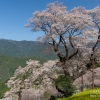 ひょうたん桜 | SAKURAGRAPH