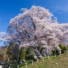 福島の桜 | SAKURAGRAPH
