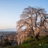 眺陽桜 | SAKURAGRAPH