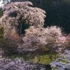 広島の桜 | SAKURAGRAPH