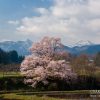 富山の桜 | SAKURAGRAPH