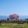 馬の墓の種蒔桜 | SAKURAGRAPH