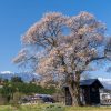 山高の一本桜 | SAKURAGRAPH