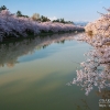 青森の桜 | SAKURAGRAPH