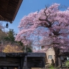 清龍寺の知恵桜 | SAKURAGRAPH