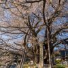 素桜神社の神代桜 | SAKURAGRAPH