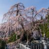 円実寺のシダレザクラ | SAKURAGRAPH