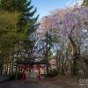 大星神社のシダレザクラ | SAKURAGRAPH