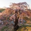 壁須のしだれ桜 | SAKURAGRAPH