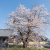 歓喜寺の江戸彼岸桜 | SAKURAGRAPH