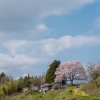 小田彦太郎桜 | SAKURAGRAPH