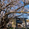 北信・長野の桜 | SAKURAGRAPH