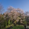 金谷城山桜 | SAKURAGRAPH