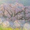 三春滝桜 | SAKURAGRAPH
