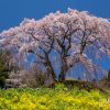 芹ヶ沢桜 | SAKURAGRAPH
