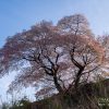 青々谷大桜 | SAKURAGRAPH