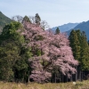 天日神社のエドヒガン | SAKURAGRAPH