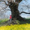 日向の人待ち地蔵桜 | SAKURAGRAPH