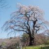 八十内かもん桜 | SAKURAGRAPH
