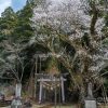 三川内神社の桜 | SAKURAGRAPH