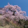 小池の桜 | SAKURAGRAPH
