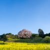 馬場の山桜 | SAKURAGRAPH